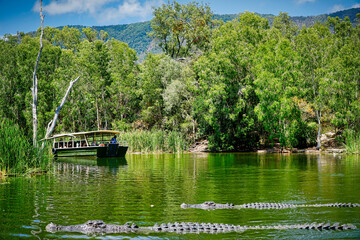 crocodiles at Hartley's crocodile farm Cairns Australia