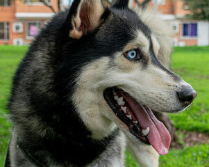 Siberian dog, black and white, playing in a park in Bogotá (Colombia) with its owner