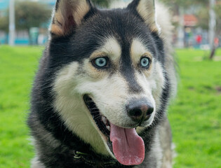 Siberian dog, black and white, playing in a park in Bogotá (Colombia) with its owner