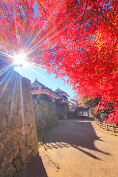 紅葉のモミジと南櫓と東虎口櫓門と木もれ日の光芒, 上田市,長野県