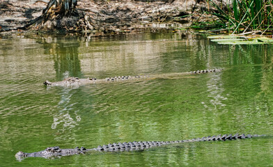 crocodiles at Hartley's crocodile farm Cairns North Queensland