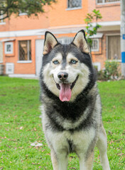 Siberian dog, black and white, playing in a park in Bogotá (Colombia) with its owner