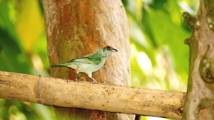 Scrub tanager (Stilpnia vitriolina) on a piece of bamboo in the Intag Valley, outside of Apuela, Ecuador