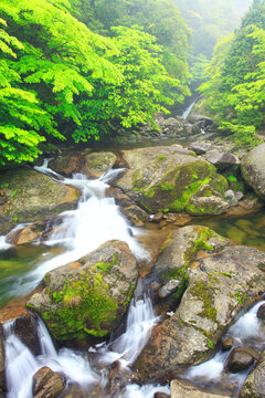 新緑の白谷雲水峡と白たえの滝, 屋久島町,熊毛郡,鹿児島県