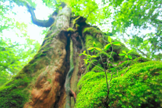 七本杉と苔に生えた芽, 屋久島町,熊毛郡,鹿児島県