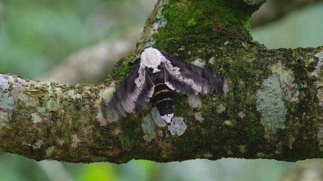 Flapping its wings vigorously; Moth, Xyleutes persona, Cossidae Family, Khao Yai National Park, Thailand.