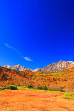 紅葉の白馬岳など白馬三山とワタスゲ湿原, 小谷村,北安曇郡,長野県