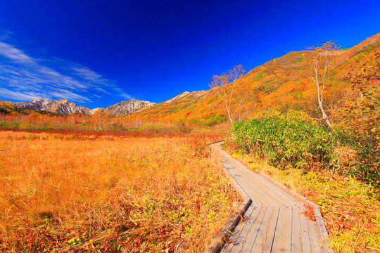 紅葉の白馬岳など白馬三山とミズバショウ湿原と木道, 小谷村,北安曇郡,長野県