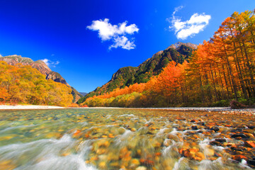 カラマツ林の紅葉と梓川の清流と六百山, 松本市,長野県