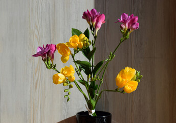 Beautiful fresh purple and yellow freesias