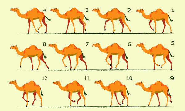Camel animation. Walk cycle. Gait, twelve key positions.