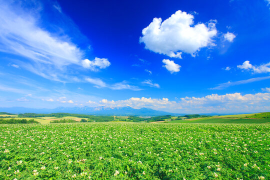 花咲くジャガイモ畑と十勝連峰とわた雲, 上富良野町,空知郡,北海道