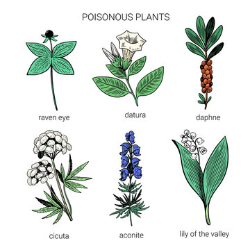 Dangerous Flowers