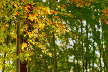 大田黒公園の紅葉と竹林