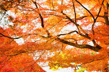 大田黒公園の紅葉1