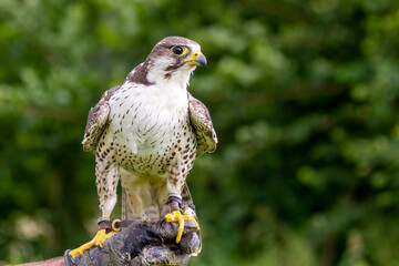 Falcon on falconer's gloved hand