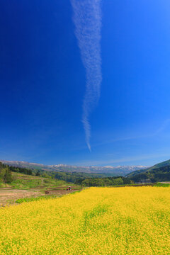 菜の花畑と飛行機雲と鍋倉山遠望, 日本,長野県,下高井郡,野沢温泉村