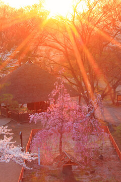 コモロヤエベニシダレと夕日の木もれ日, 日本,長野県,小諸市