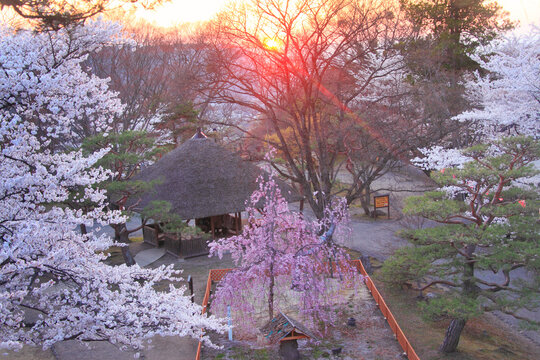 コモロヤエベニシダレとソメイヨシノと夕日の木もれ日, 日本,長野県,小諸市