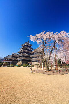 駒つなぎの桜と松本城, 日本,長野県,松本市
