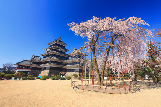 駒つなぎの桜と松本城, 日本,長野県,松本市