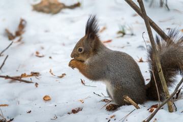 The squirrel sits on white snow with nut in winter.