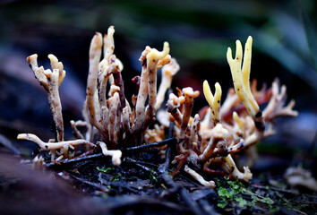 Fungi along the Lyrebird Walk in a Mountain Ash in Mirboo North, Gippsland, Victoria, Australia