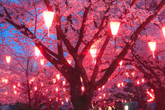 懐古園の夜桜, 日本,長野県,小諸市