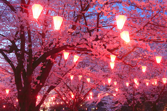 懐古園の夜桜, 日本,長野県,小諸市
