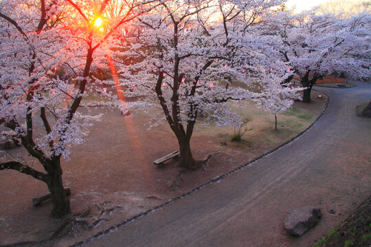 ソメイヨシノと夕日の木もれ日, 日本,長野県,小諸市