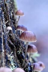 Fungi along the Lyrebird Walk in a Mountain Ash in Mirboo North, Gippsland, Victoria, Australia