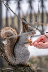 Squirrel eats nuts from a man's hand. Caring for animals in winter or autumn.