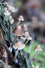 Fungi along the Lyrebird Walk in a Mountain Ash in Mirboo North, Gippsland, Victoria, Australia
