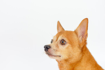 Young chihuahua brown dog on white background.