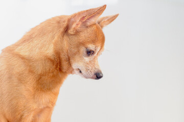 Young chihuahua brown dog on white background.