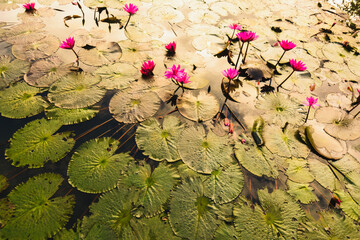 Pink lotus or water lily flowers in the pond.