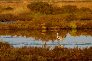 Crane feeding in Pond of the Pesquiers Natural site in Hyères