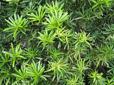 Young leaves of pine pie or imperial pine (PODOCARPACEAE) is an auspicious tree. Scientific name Podocarpus polystachyus The leaves are thick, glossy, smooth, dark green leaves. Planted in the garden.