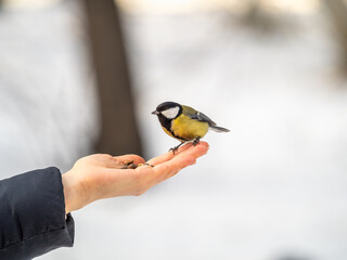 Girl feeds a tit from a palm. Hungry bird eating seeds from a hand during winter or autumn