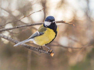 Cute bird Great tit, songbird sitting on a branch without leaves in the autumn or winter.