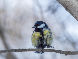 Fototapeta premium Cute bird Great tit, songbird sitting on a branch without leaves in the autumn or winter.