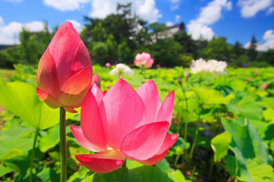 ハスと信濃国分寺, 日本,長野県,上田市
