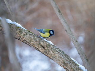 Cute bird Great tit, songbird sitting on a branch without leaves in the autumn or winter.