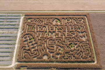 Aerial view of a Maryland corn maze labyrinth an American fall tradition before Halloween with farmers feed script