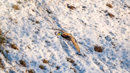 Mallard Duck flies over the snowy river bank