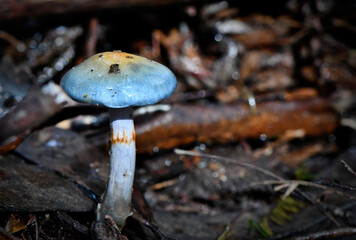 Fungi along the Lyrebird Walk in a Mountain Ash in Mirboo North, Gippsland, Victoria, Australia
