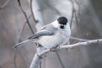 Cute bird the willow tit, song bird sitting on a branch without leaves in the winter.