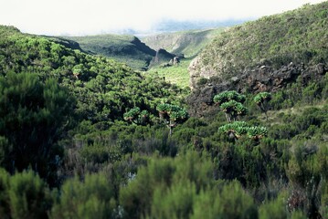 Moorland habitat on the lower slopes of Mt. Kilimanjaro in East Africa.