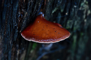 Fungi along the Lyrebird Walk in a Mountain Ash in Mirboo North, Gippsland, Victoria, Australia