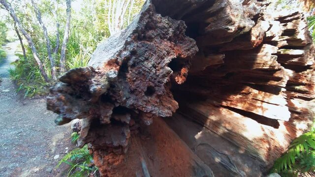 Dead Kauri tree log on a hiking trail in the Pinnacles. Coromandel Peninsula, New Zealand